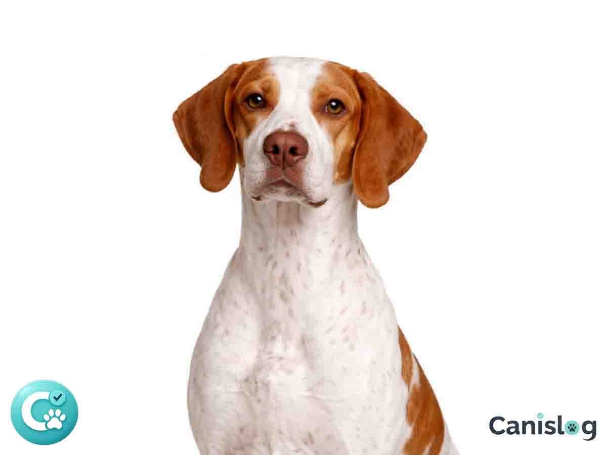 Braque Saint-Germain im Profil