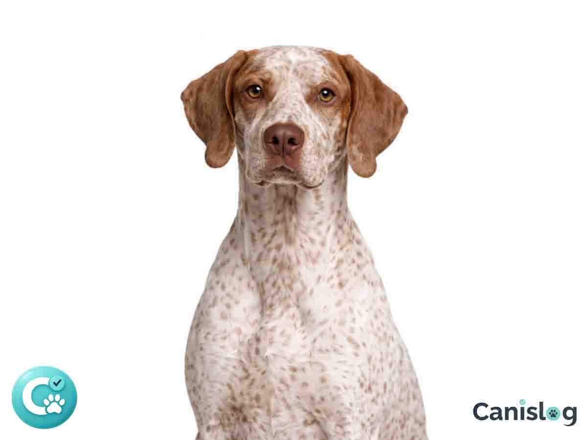 Braque du Bourbonnais im Profil: kompakter Vorstehhund mit feiner Tüpfelung