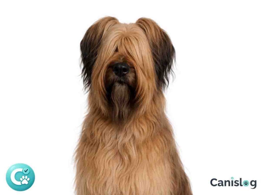 Briard im Profil – großer französischer Hütehund mit langem Fell, wachem Blick und kräftiger Statur