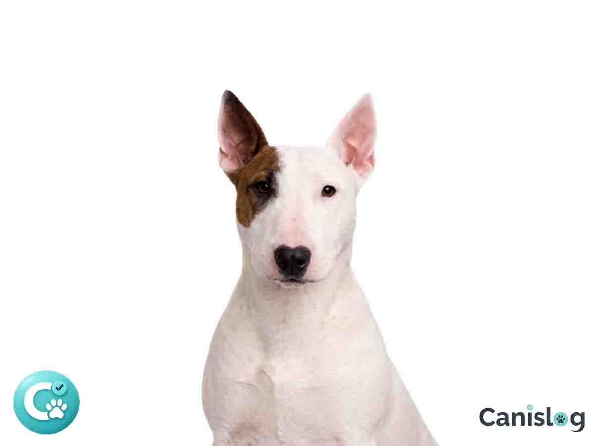 Bullterrier Miniature im Profil