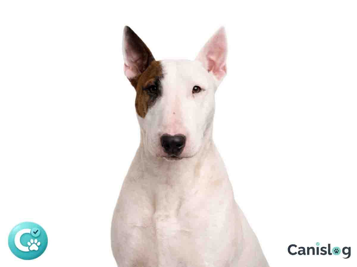 Bullterrier im Profil