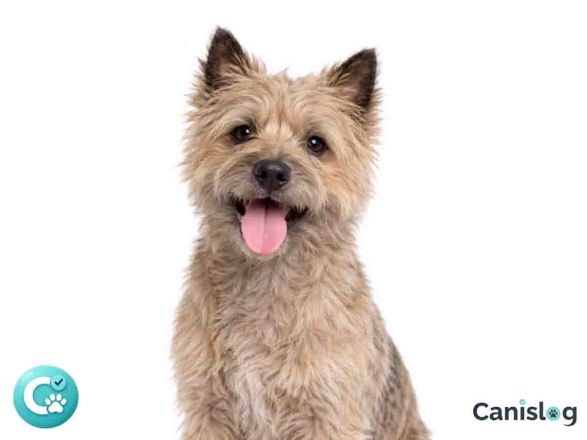Cairn Terrier im Profil
