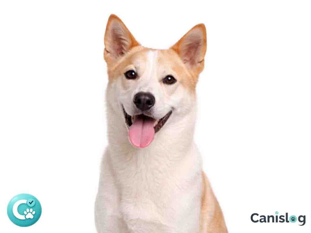 Canaan Dog im Profil – mittelgroßer, ursprünglicher Wachhund mit Stehohren, dichtem Fell und wachem Blick