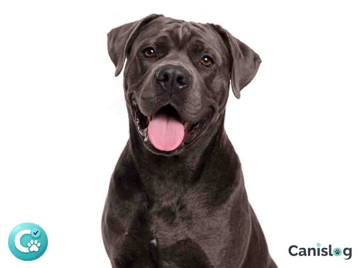 Cane Corso Italiano im Profil