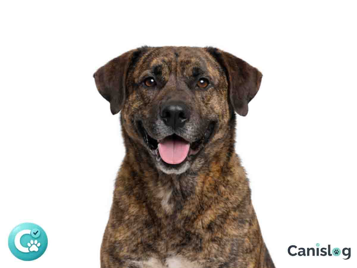 Cão Fila de São Miguel mit kurzhaarigem, gestromtem Fell im Stand