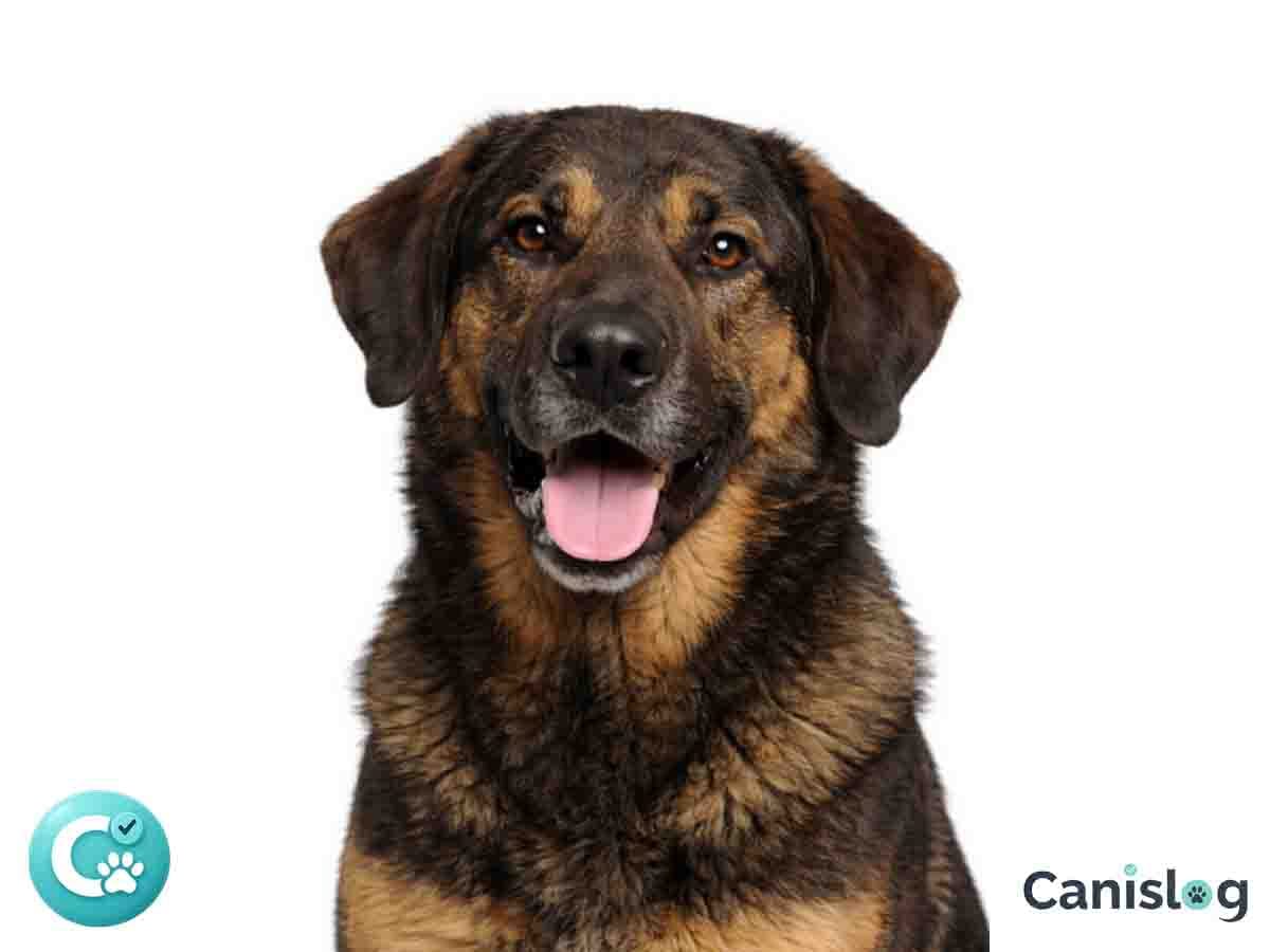 Cao de Castro Laboreiro als portugiesischer Herdenschutzhund in bergiger Umgebung – wachsam, robust und unabhängig