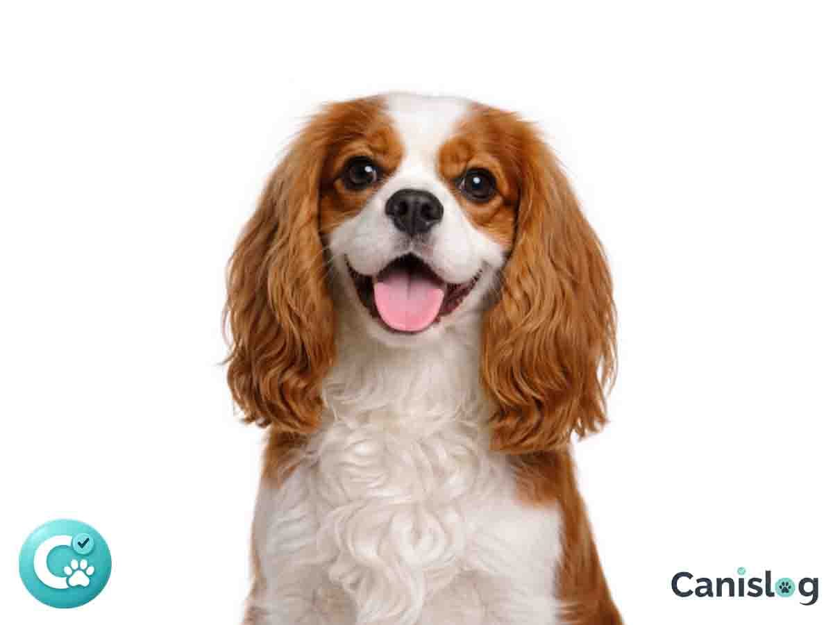 Cavalier King Charles Spaniel mit seidigem Fell und sanftem Ausdruck – freundlicher Begleithund aus Großbritannien
