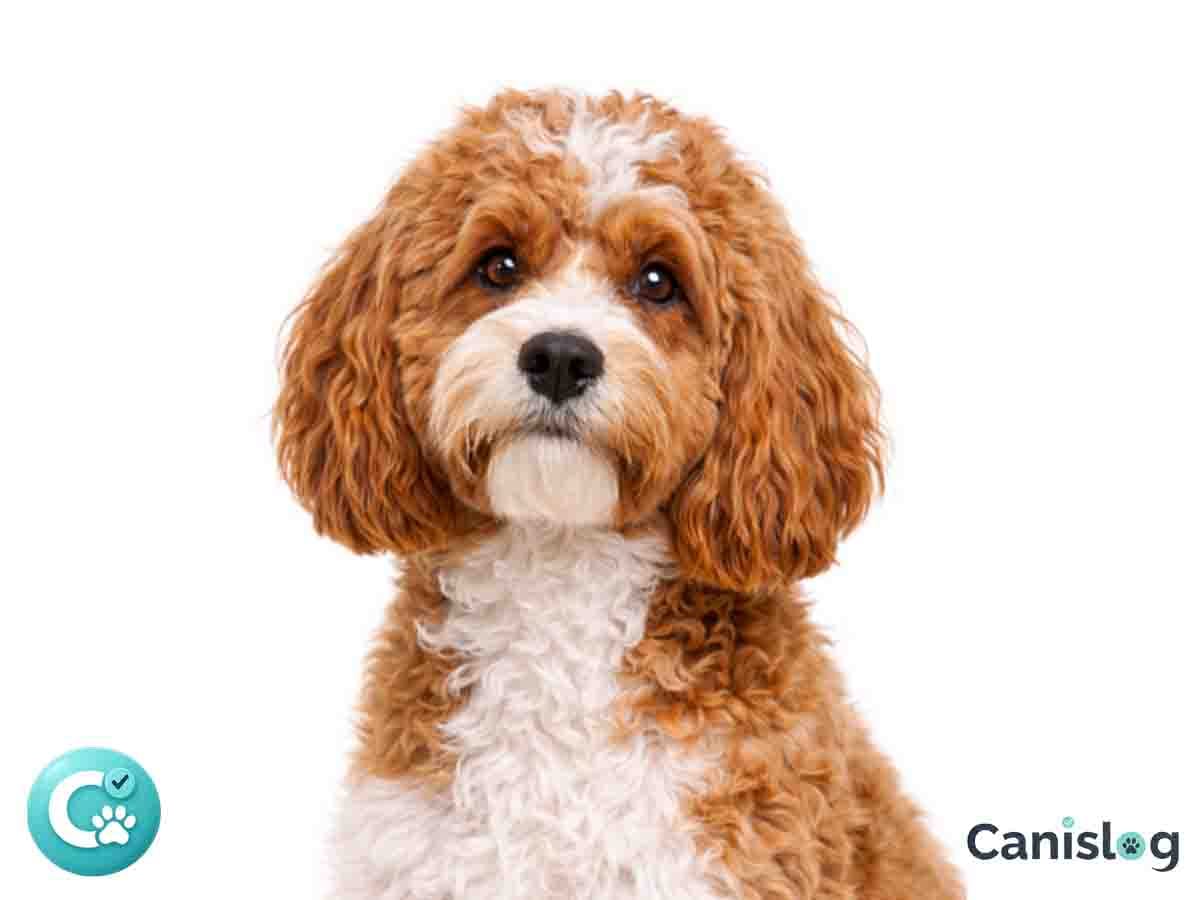 Cavapoo – kleiner Designerhund aus Cavalier King Charles Spaniel und Pudel mit lockigem Fell und freundlichem Ausdruck (Rasseportrait)