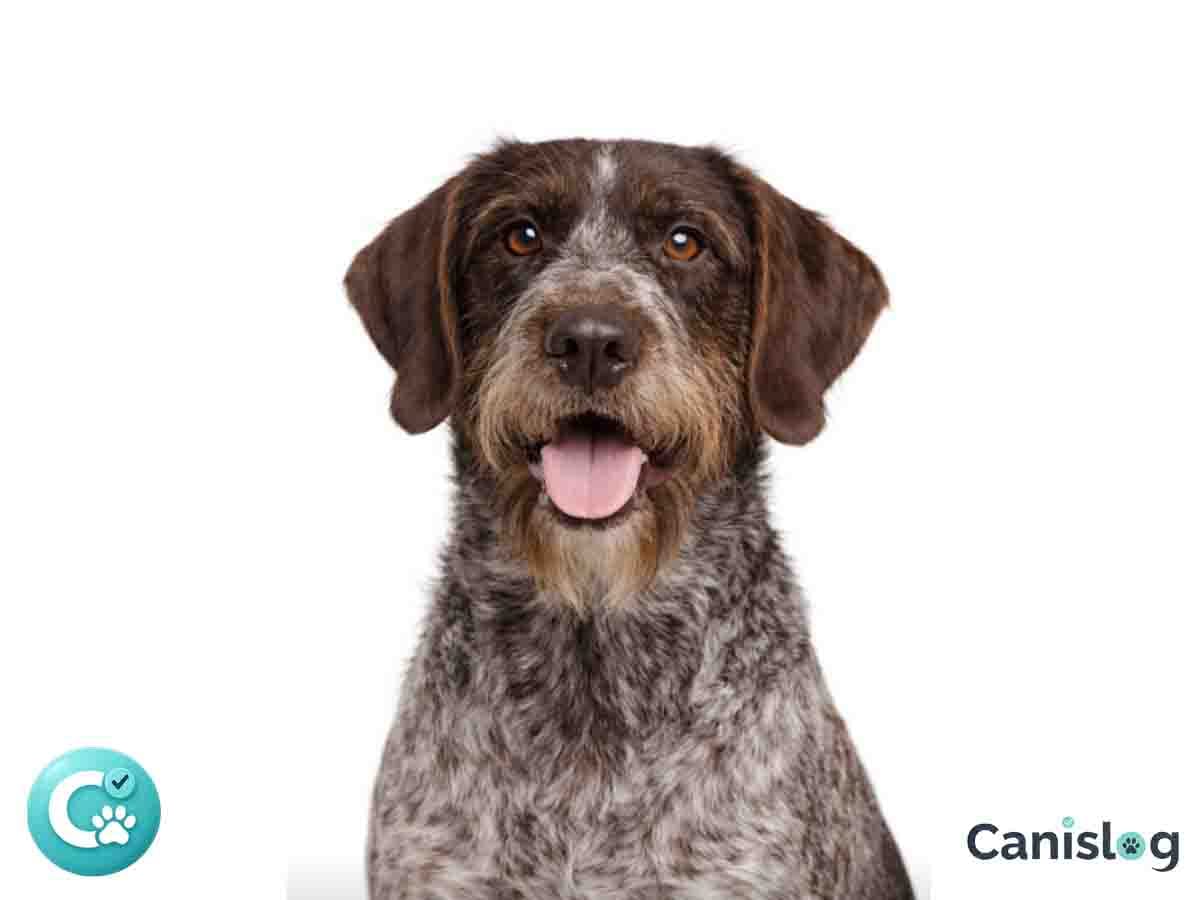 Cesky Fousek mit rauem, drahtigem Fell im jagdlichen Stand – vielseitiger Vorstehhund aus Tschechien