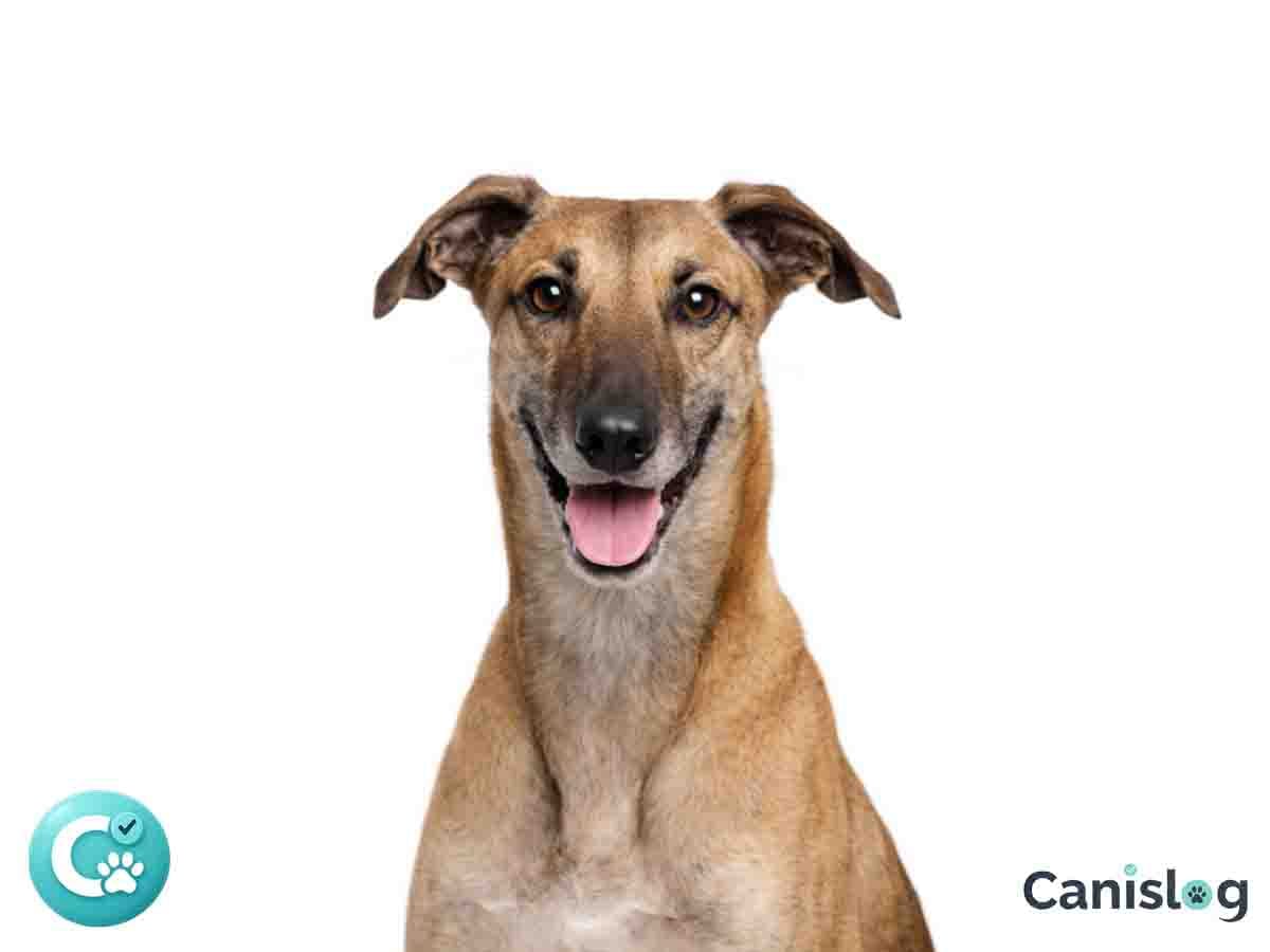 Kräftiger, kurzhaariger Windhund aus Polen im ruhigen Stand – athletischer Körperbau, wacher Blick