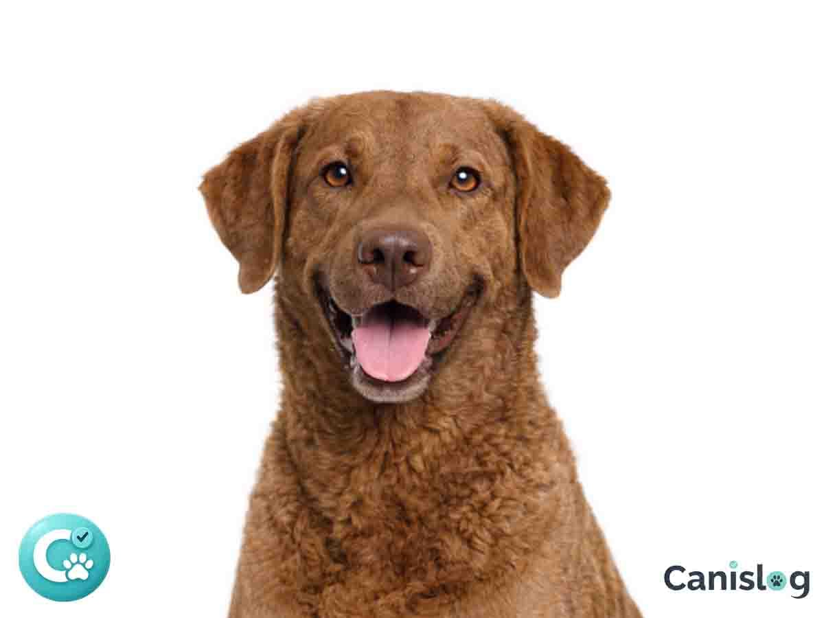 Chesapeake Bay Retriever im Profil
