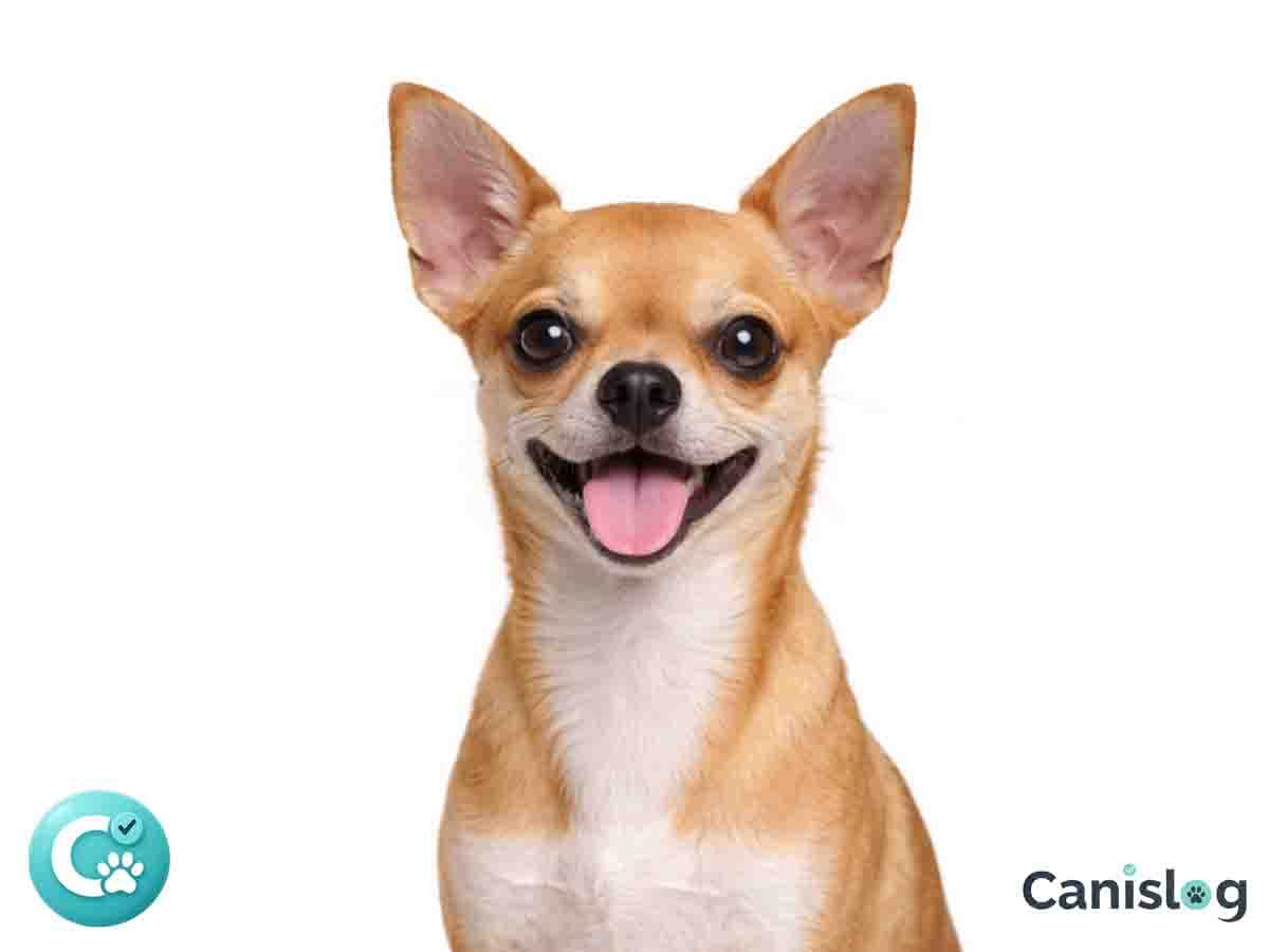 Chihuahua Kurzhaar aufmerksam im Profil