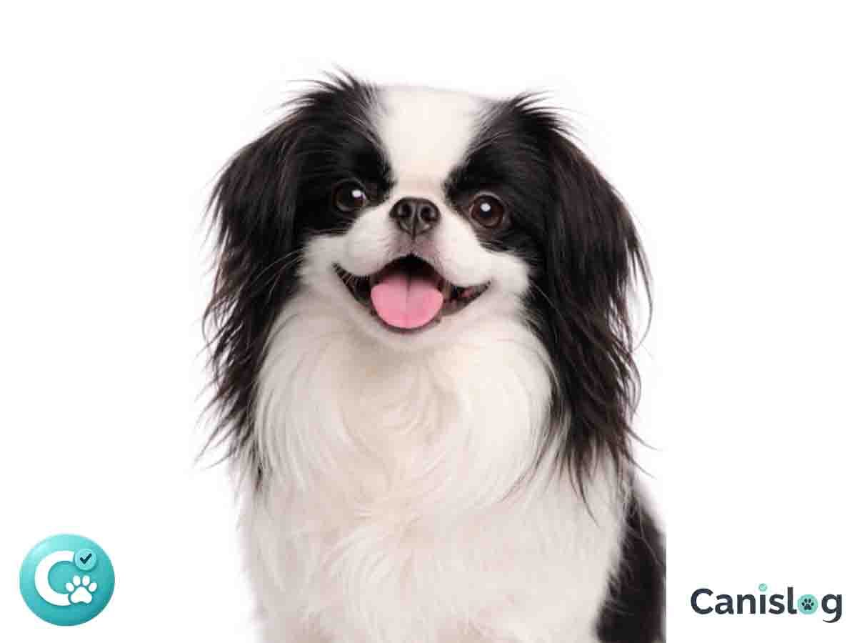 Japanese Chin mit seidigem Fell im Profil