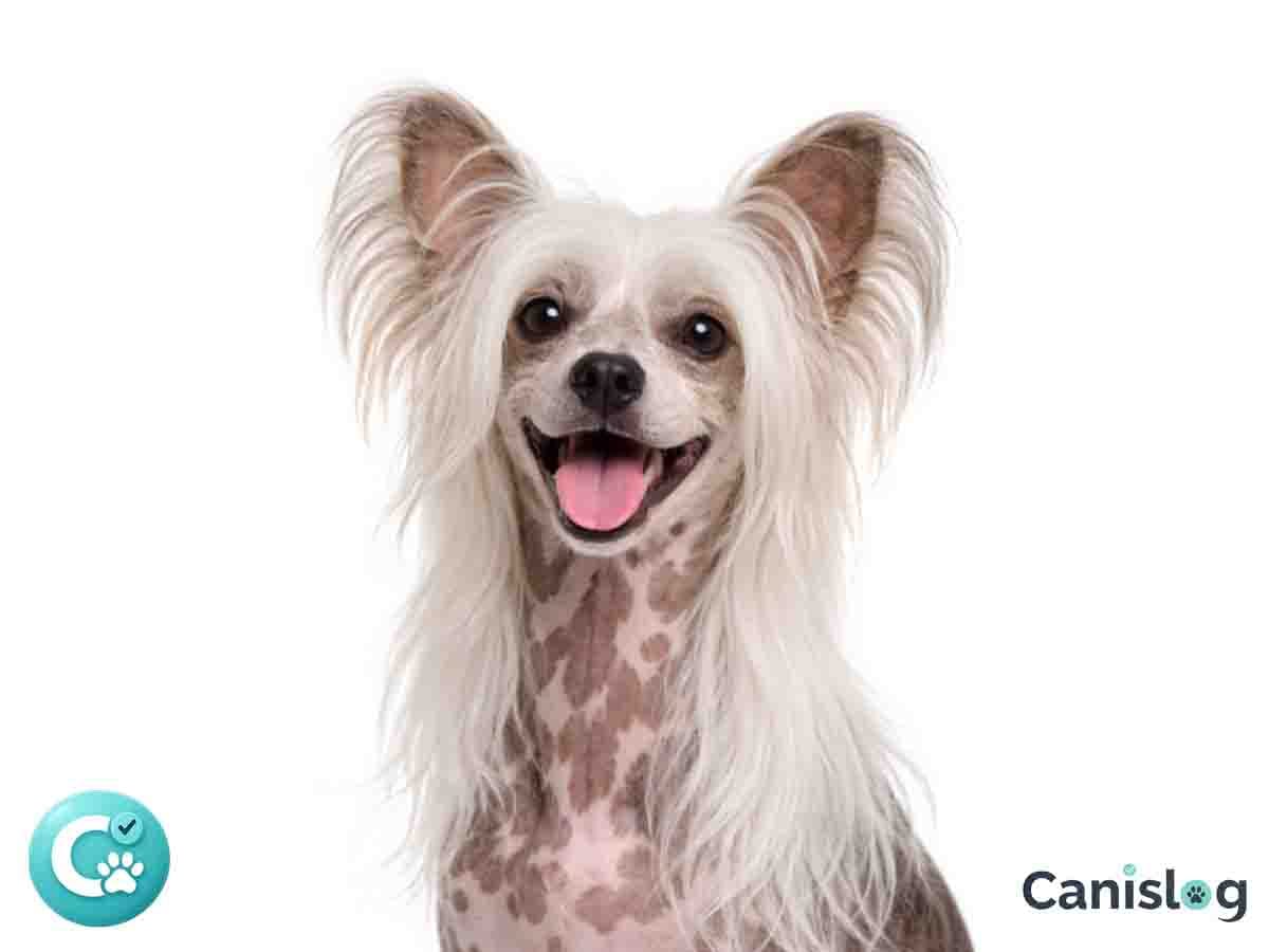 Chinese Crested Dog (Schopfhund) im Profil mit typischem Schopf