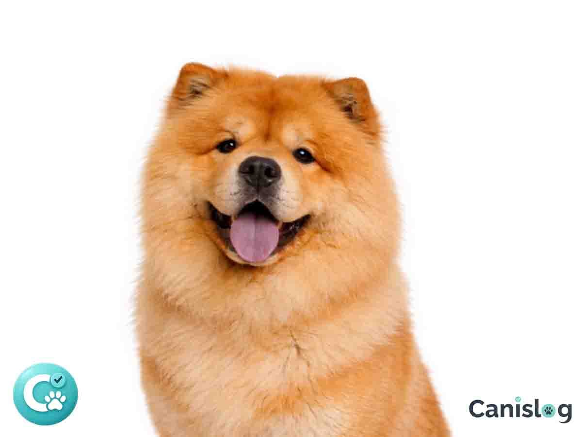 Chow Chow mit dichter Mähne im Profil