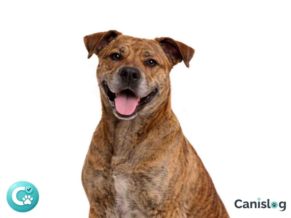 Cimarrón Uruguayo im Profil – kräftiger Hund mit kurzem Fell