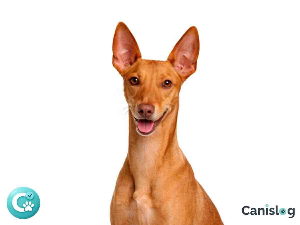 Cirneco dell’Etna im Profil – schlanker, kurzhaariger Laufhund