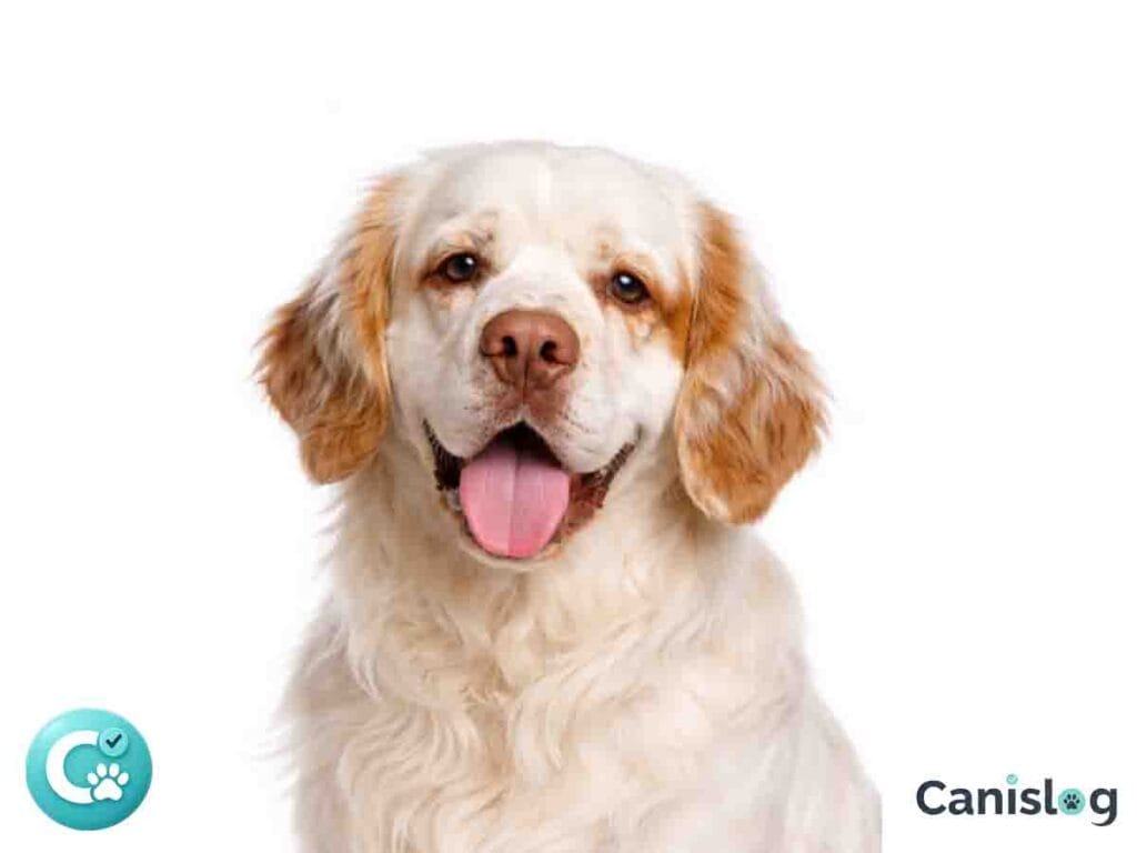 Clumber Spaniel – schwerer, weißer Jagdspaniel mit ruhigem Blick und kräftigem Körperbau im Profil