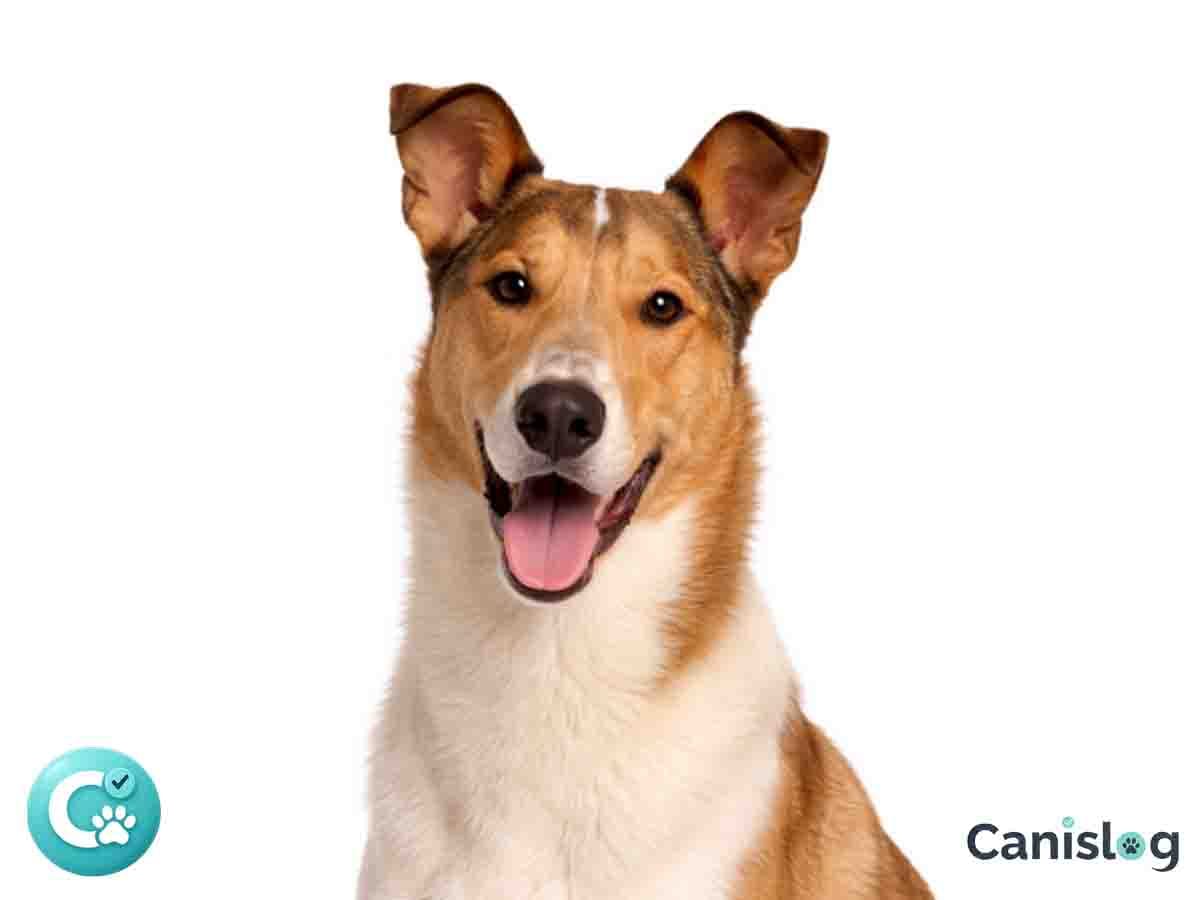 Collie Kurzhaar – eleganter Hütehund mit kurzem Fell