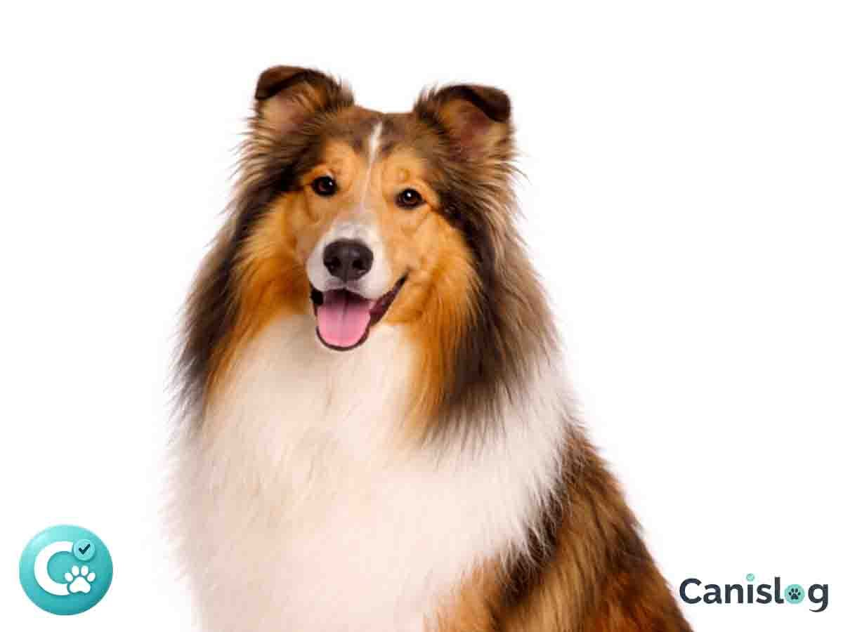 Collie Langhaar – eleganter Hütehund mit langem Fell