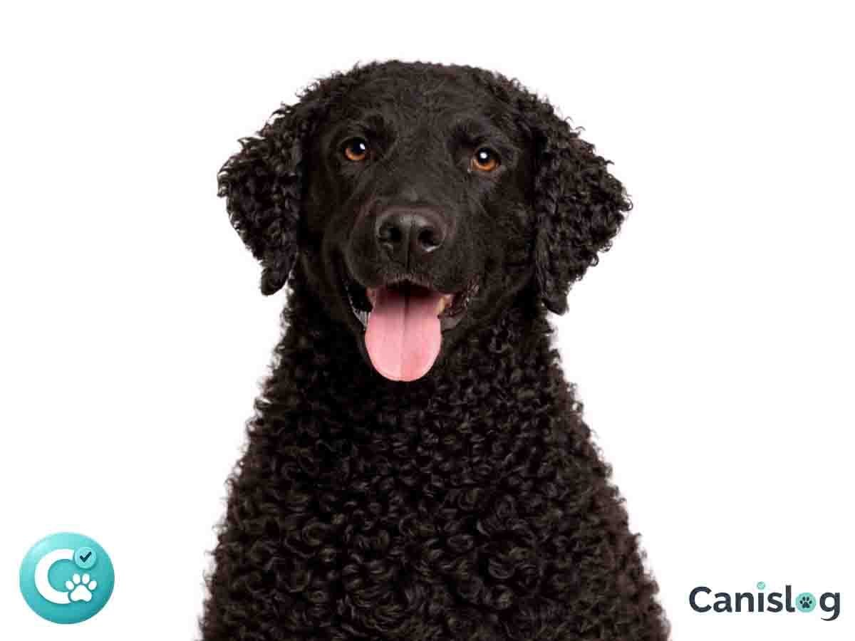 Curly Coated Retriever im Profil