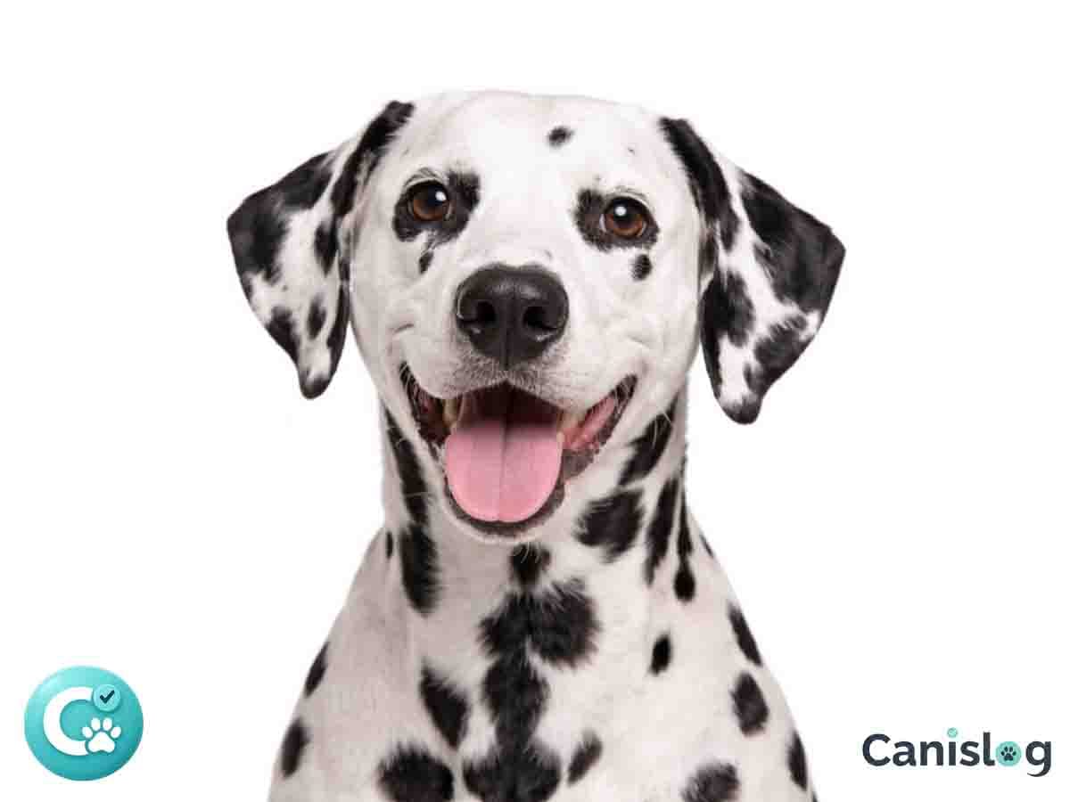 Dalmatiner – eleganter, athletischer Laufhund mit markanten schwarzen Punkten auf weißem Fell (Profil)