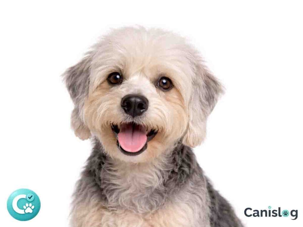 Dandie Dinmont Terrier mit typischem Topknot, langem Körper und kurzen Beinen (Pepper/Mustard) – Porträt
