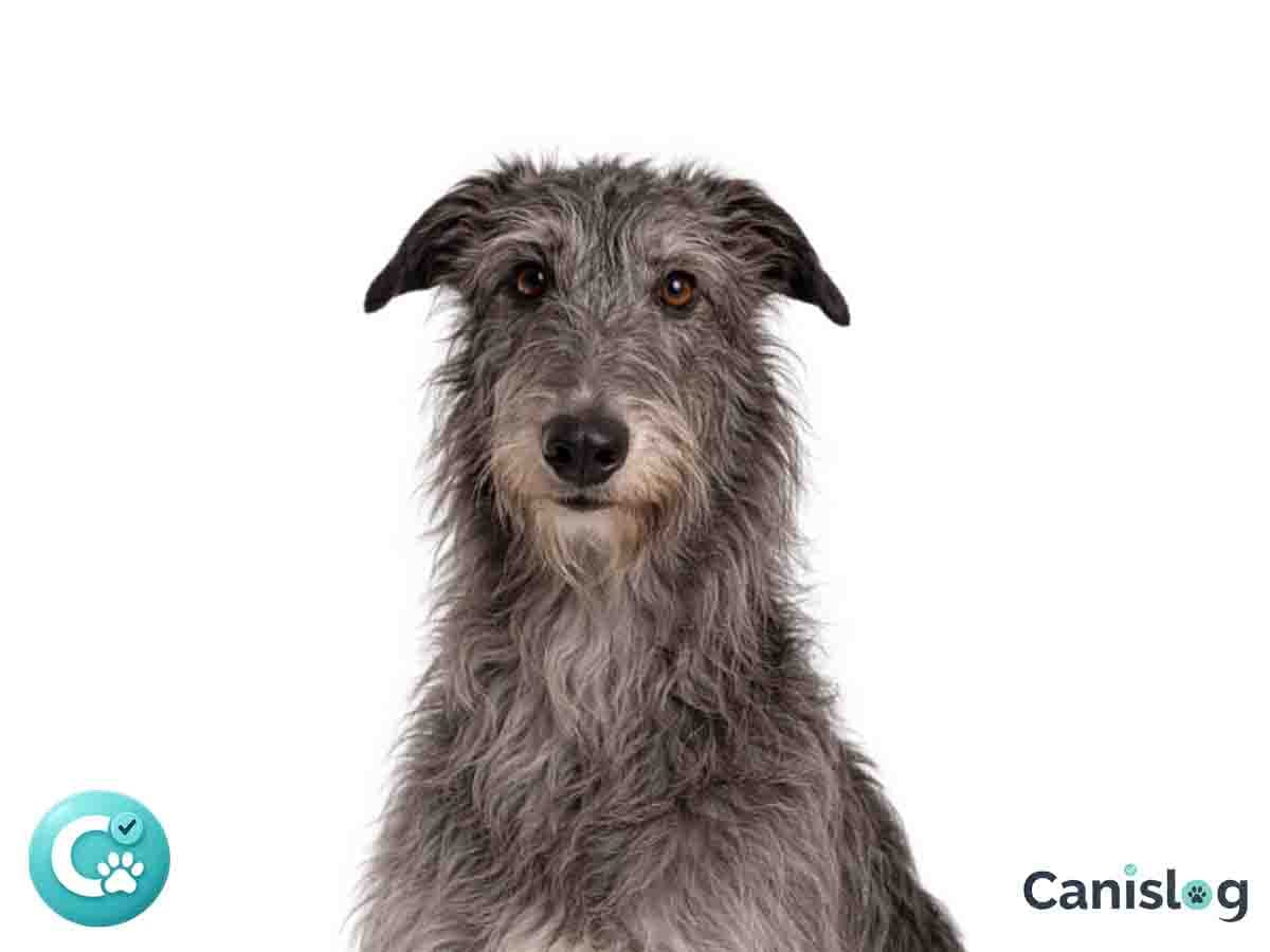 Deerhound (Scottish Deerhound), großer rauhaariger Windhund mit schlankem Körperbau – Porträt im Stand