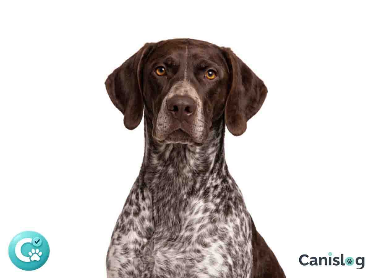 Deutsch Kurzhaar – athletischer Vorstehhund mit kurzem Fell, klarem Blick und hoher Arbeitsbereitschaft (Rasseportrait)