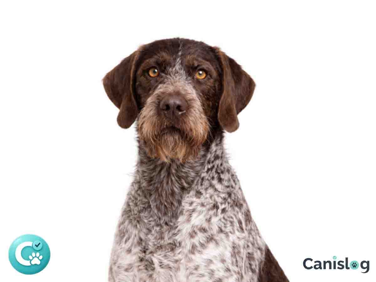 Deutsch Stichelhaar – rauhaariger deutscher Vorstehhund mit dichter Stichelbehaarung, markantem Bart und konzentriertem Ausdruck im Profil