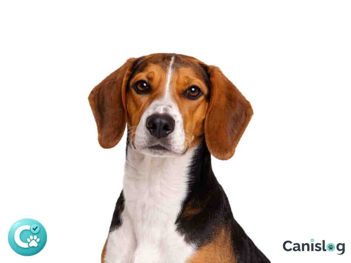 Deutsche Bracke – mittelgroßer deutscher Laufhund mit rot-weißer Zeichnung, kräftigem Brustkorb und aufmerksamem Ausdruck im Profil