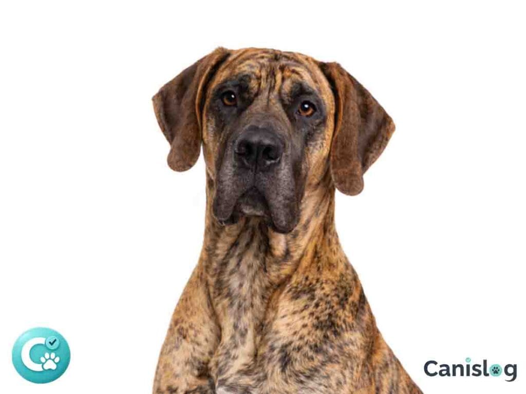 Deutsche Dogge Gelb Gestromt mit athletischem Körperbau und typischer Tigerzeichnung im Standprofil