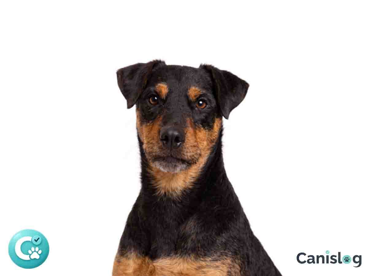 Deutscher Jagdterrier im Profil