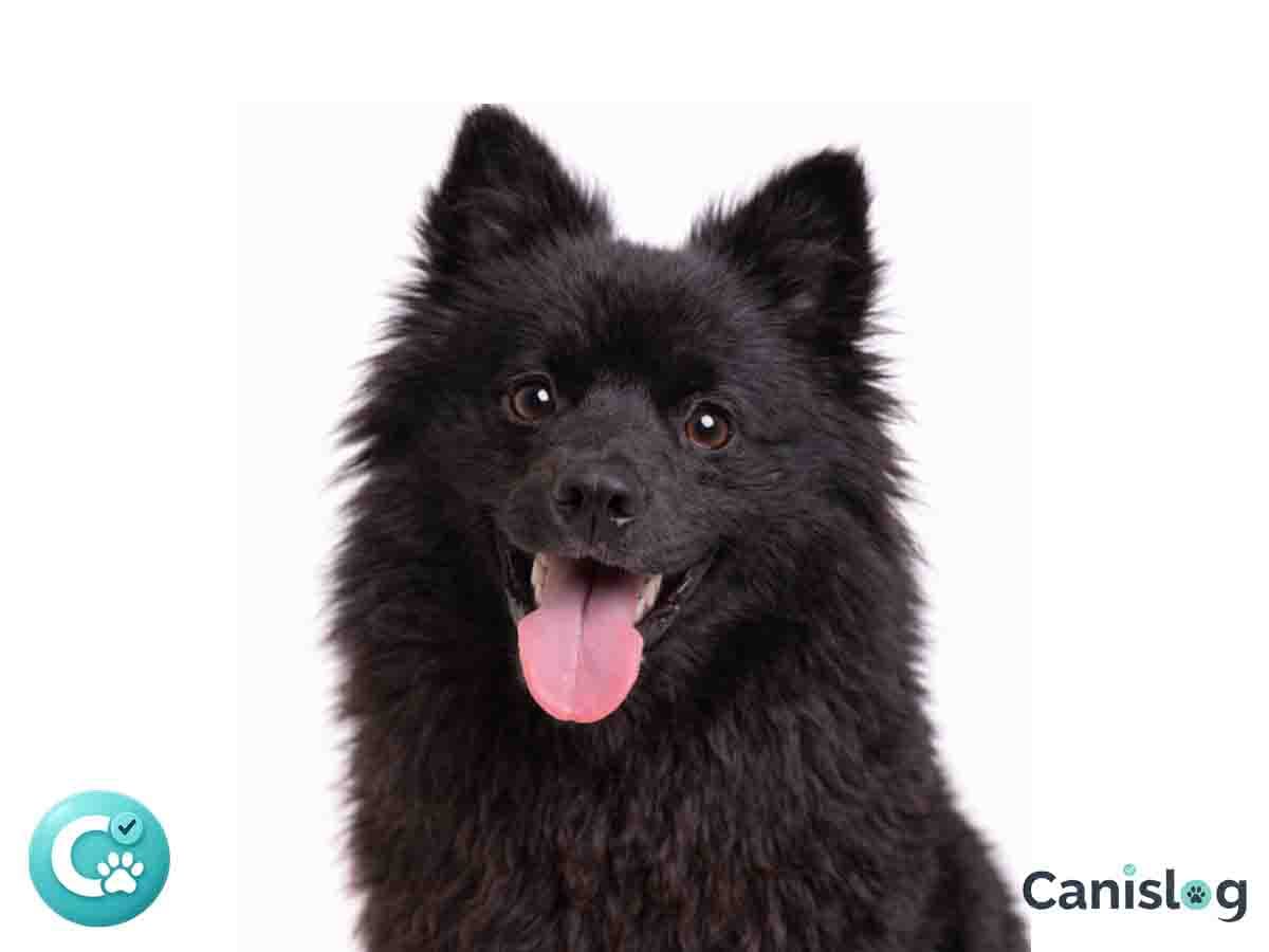 Deutscher Spitz Kleinspitz im Profil