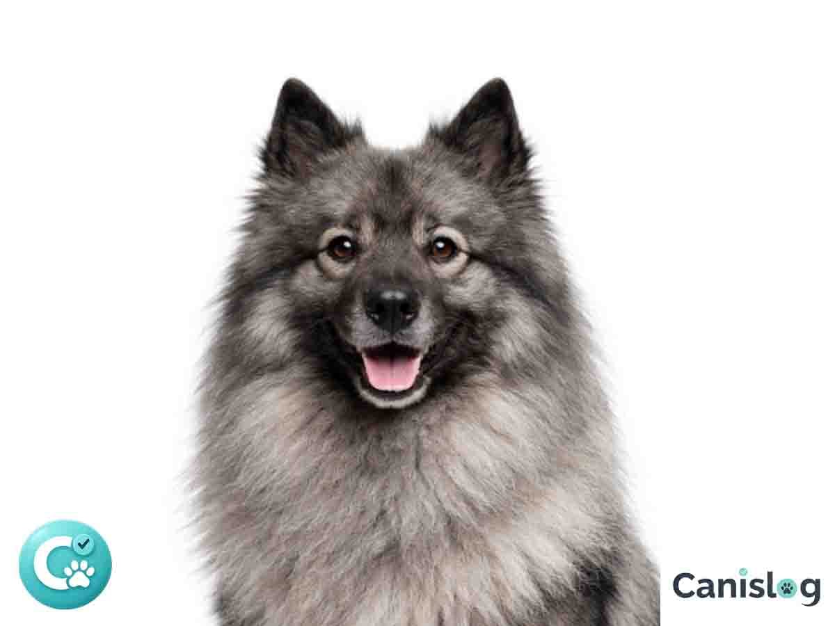 Deutscher Spitz Wolfsspitz im Profil