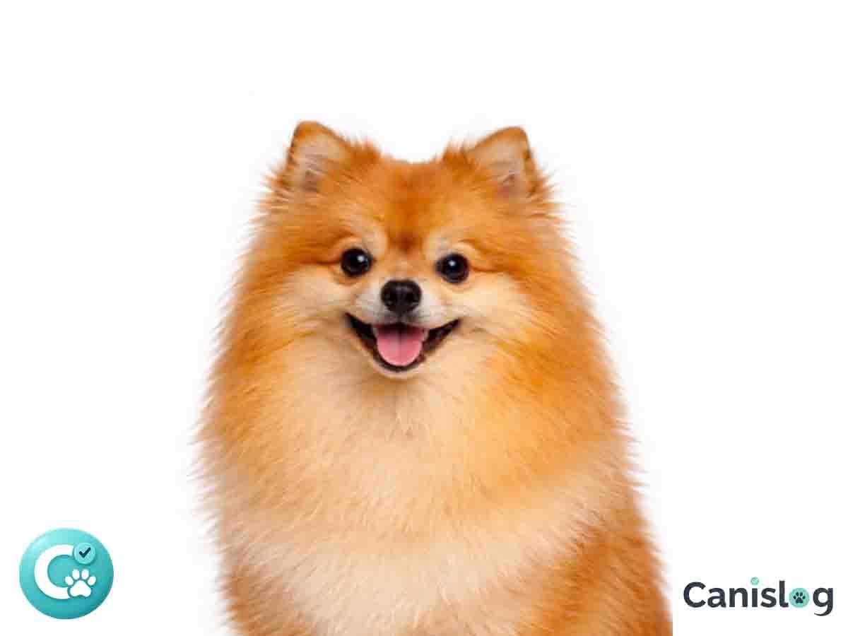 Deutscher Spitz Zwergspitz Pomeranian im Profil