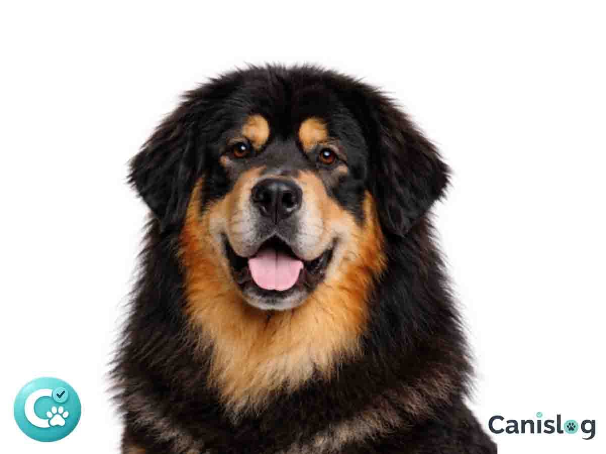 Do-Khyi Tibet Dogge im Profil