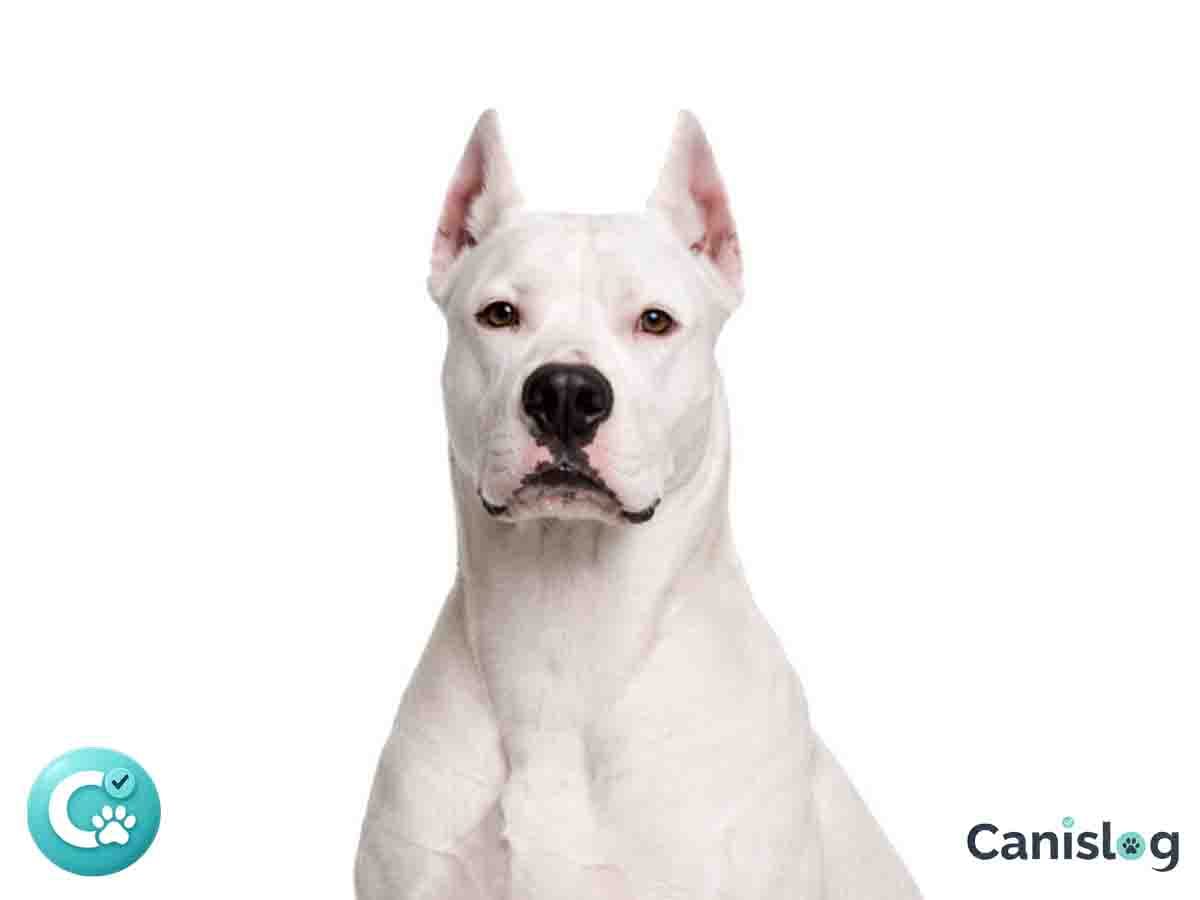 Dogo Argentino im Stand – Alltag, Haltung und Wesen