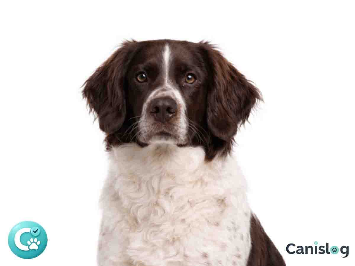 Drentsche Patrijshond im Profil