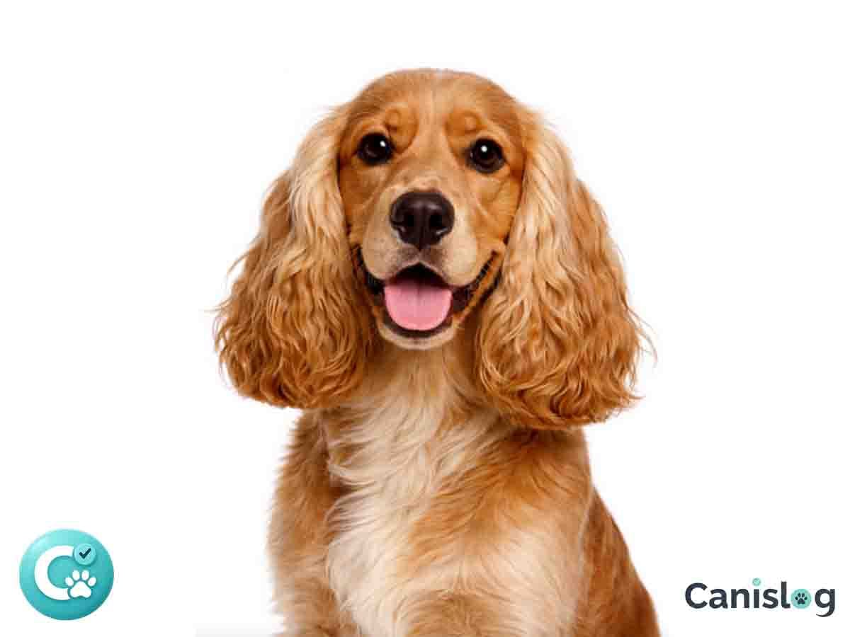 English Cocker Spaniel im Profil