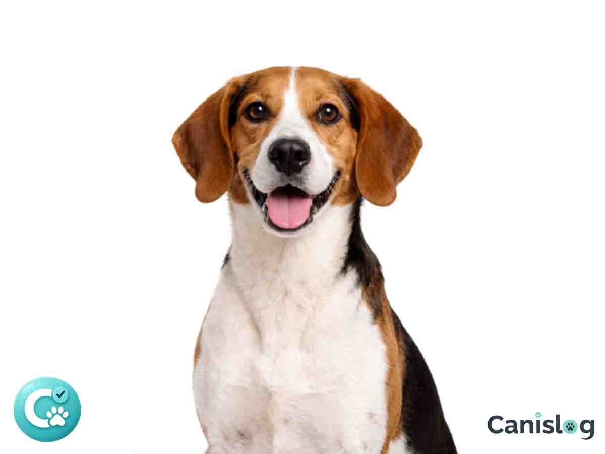 English Foxhound im Profil