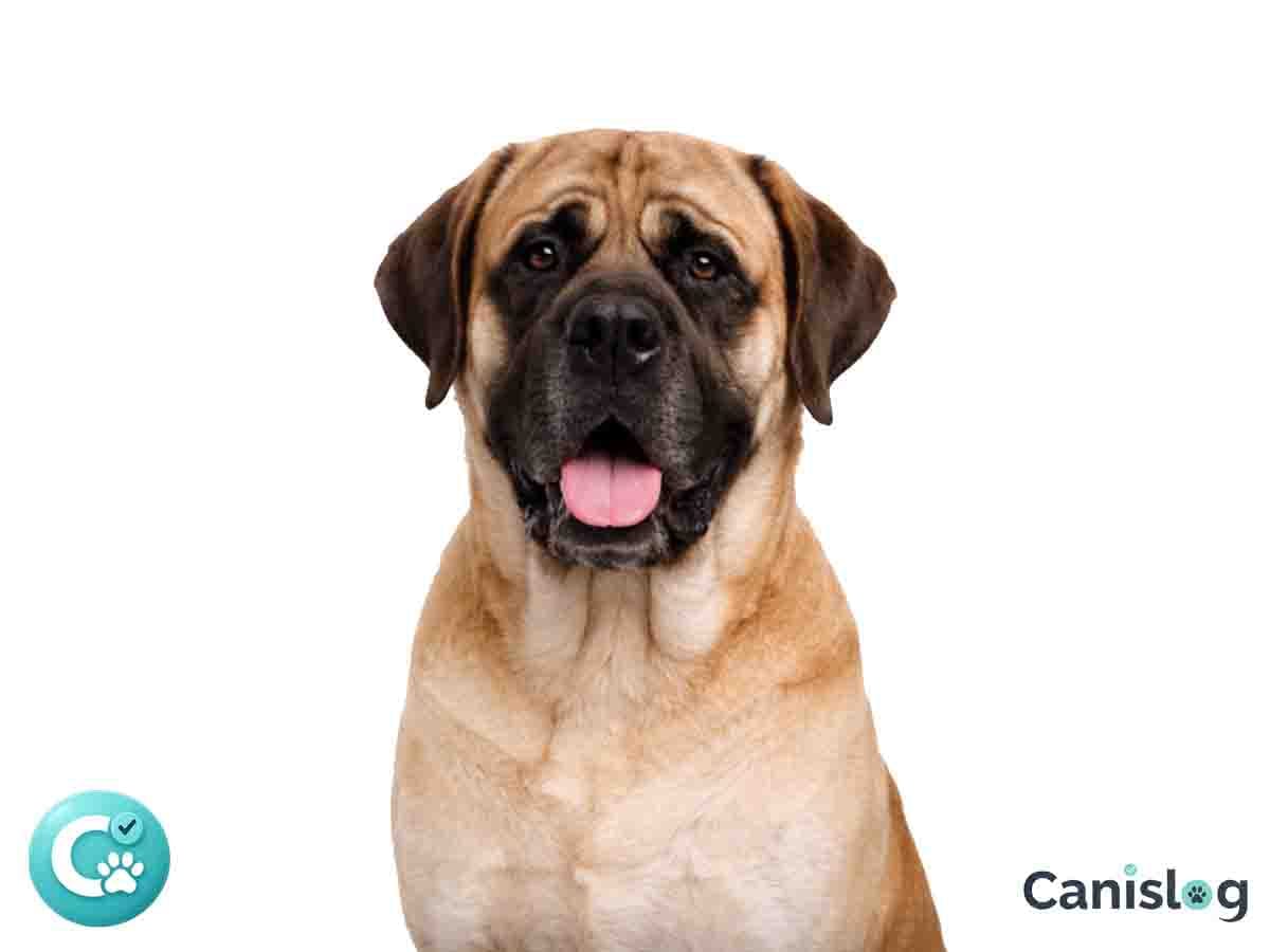 English Mastiff im Profil