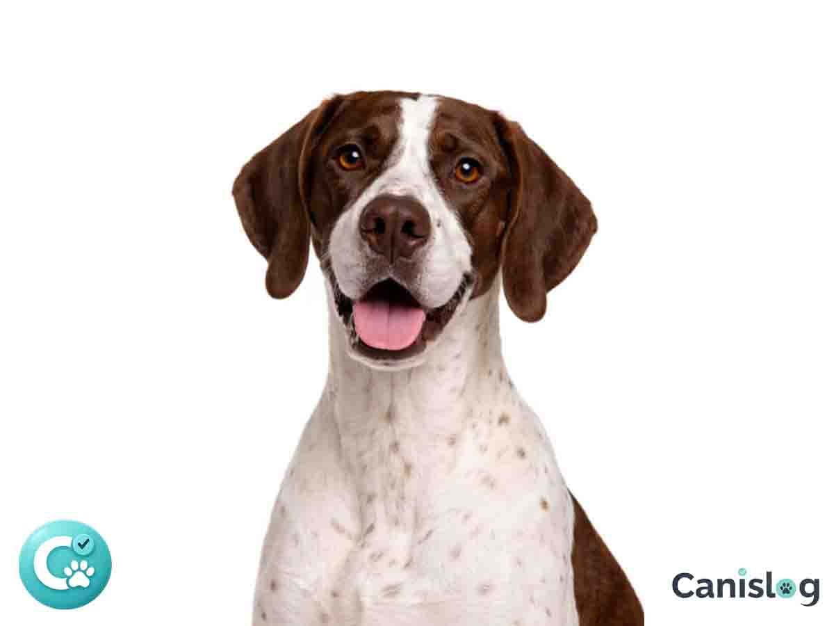 English Pointer im Profil