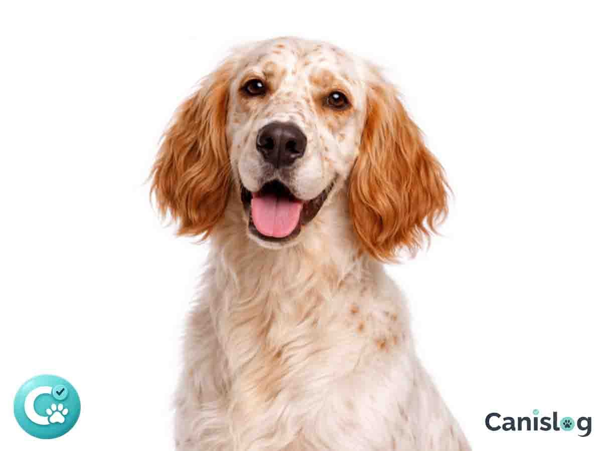 English Setter im Profil