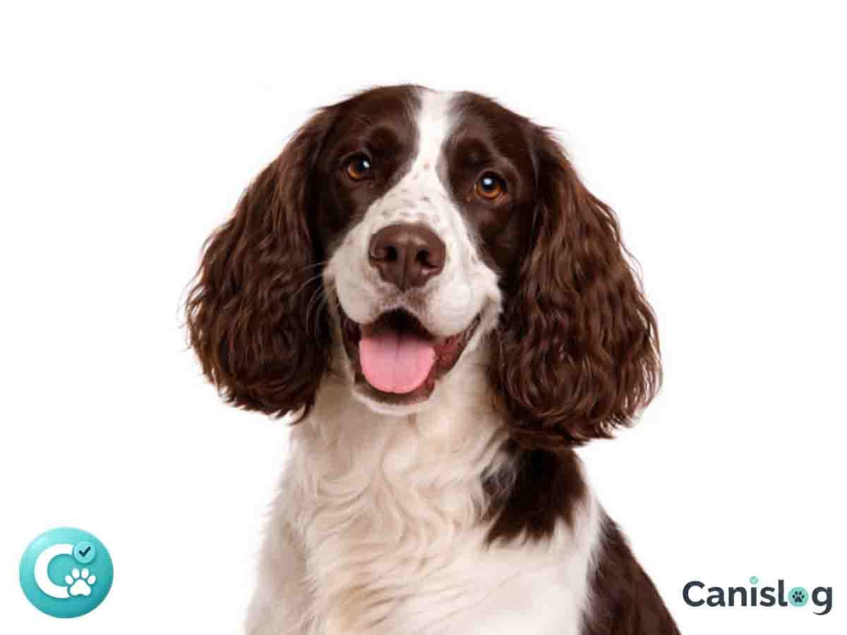 English Springer Spaniel im Seitenprofil – Jagdspaniel mit Befederung