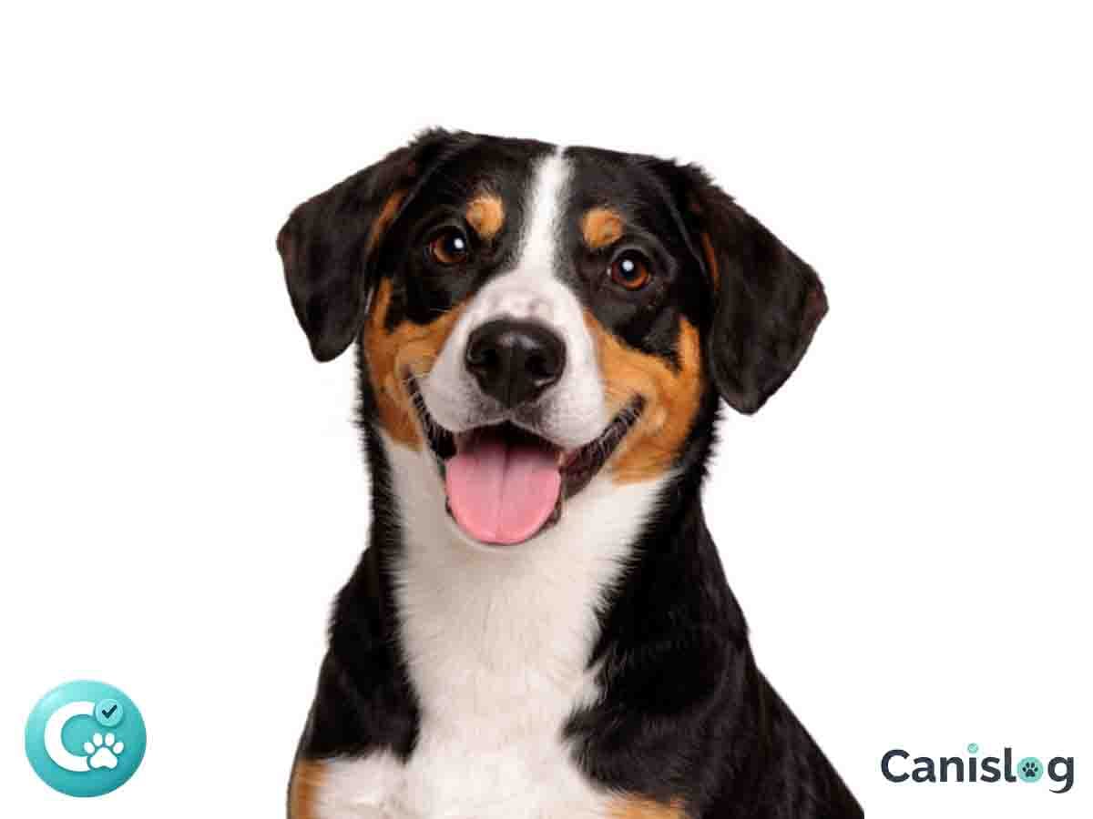 Entlebucher Sennenhund im Profil