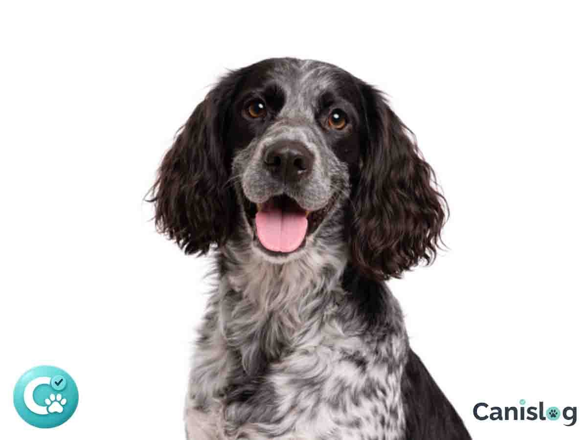 Epagneul Bleu de Picardie im Profil