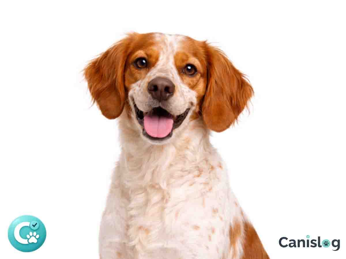 Epagneul Breton im Profil