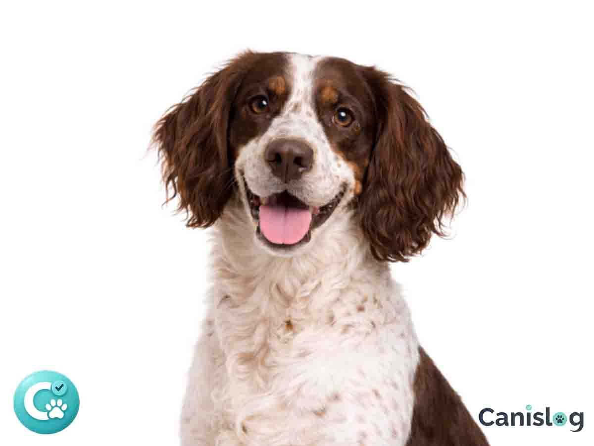 Epagneul Français im Profil