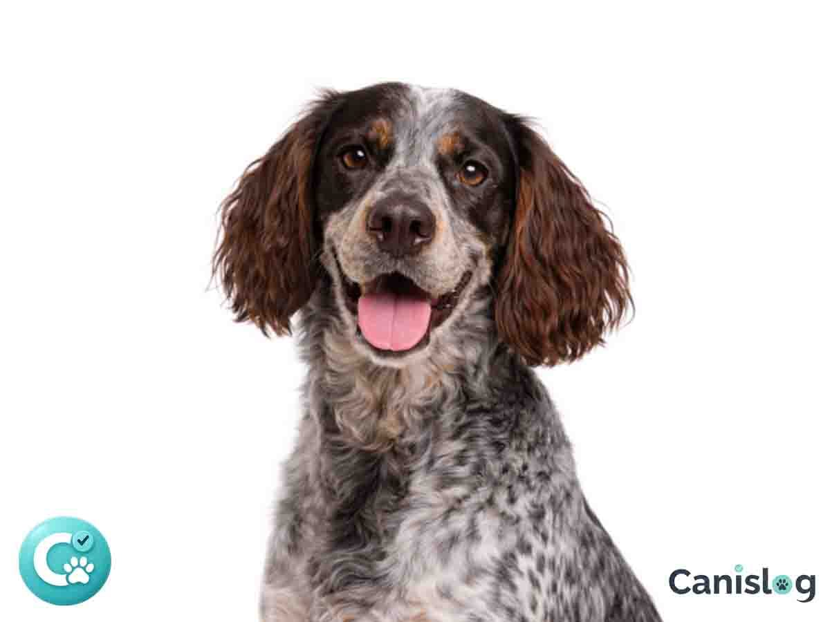 Epagneul Picard im Profil